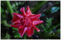 wp5bf561a9.jpg