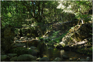 Tavulella